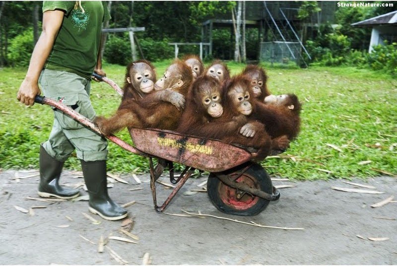funny wheelbarrow