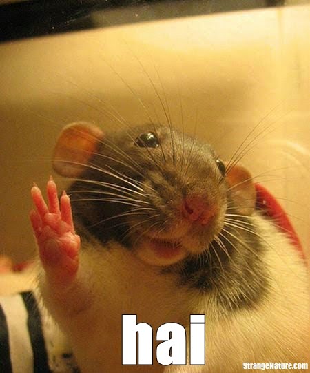 funny pictures of animals funny animals with quotes