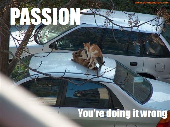 funny cat quotes. funny cat quotes. funny cat quotes.