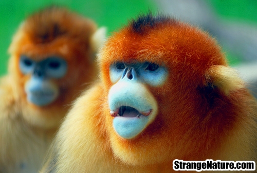 http://4.bp.blogspot.com/_en3tE7aKwk8/TKiFrNQr4EI/AAAAAAAACOw/1lselEUbr1E/s1600/snub+noised+monkey.jpg