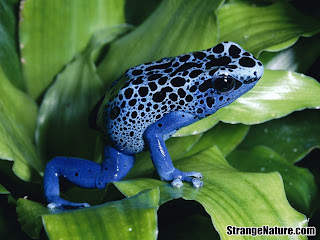 Shkenca dhe gjallesat Blue+poison+frog