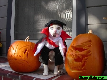 Funny Halloween Animal funny halloween. Funny Halloween Animal