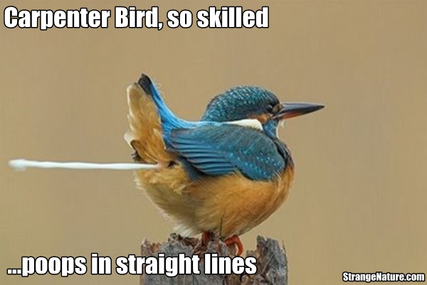 funny+birds.jpg