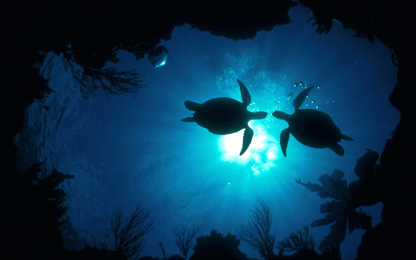 Wallpaper underwater 7 Wallpaper underwater 7