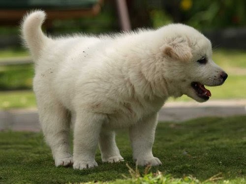 Cicing Kintamani: Genetic Diversity of Kintamani Dog