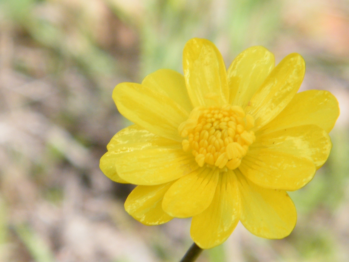 [yellow-flower.jpg]