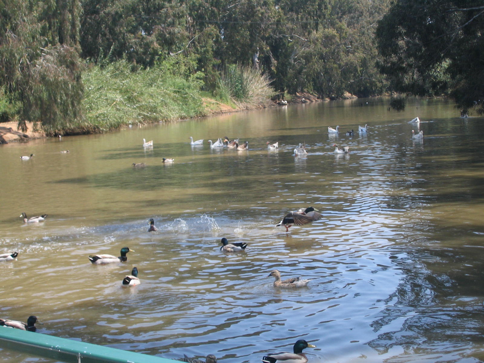 [ducklings.jpg]