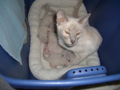 Miss Lily and five beautiful babies