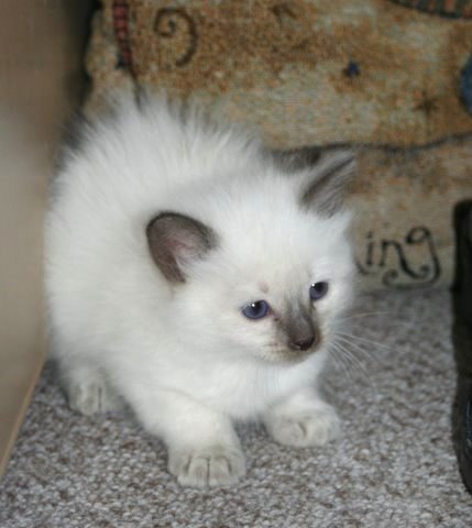 This is what Spanky looked like when he was very young.