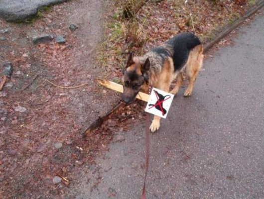 [Cane_Cartello.bmp]