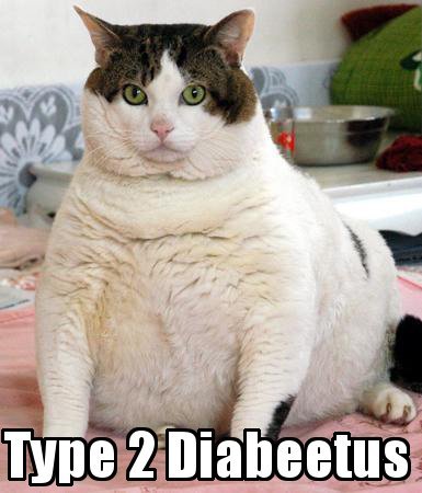 [fat+type+2+diabeetus+cat.jpg]