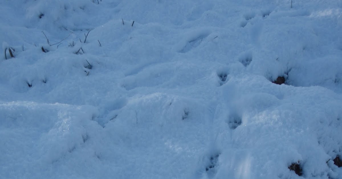 Speycasting: Otter Tracks In The Snow