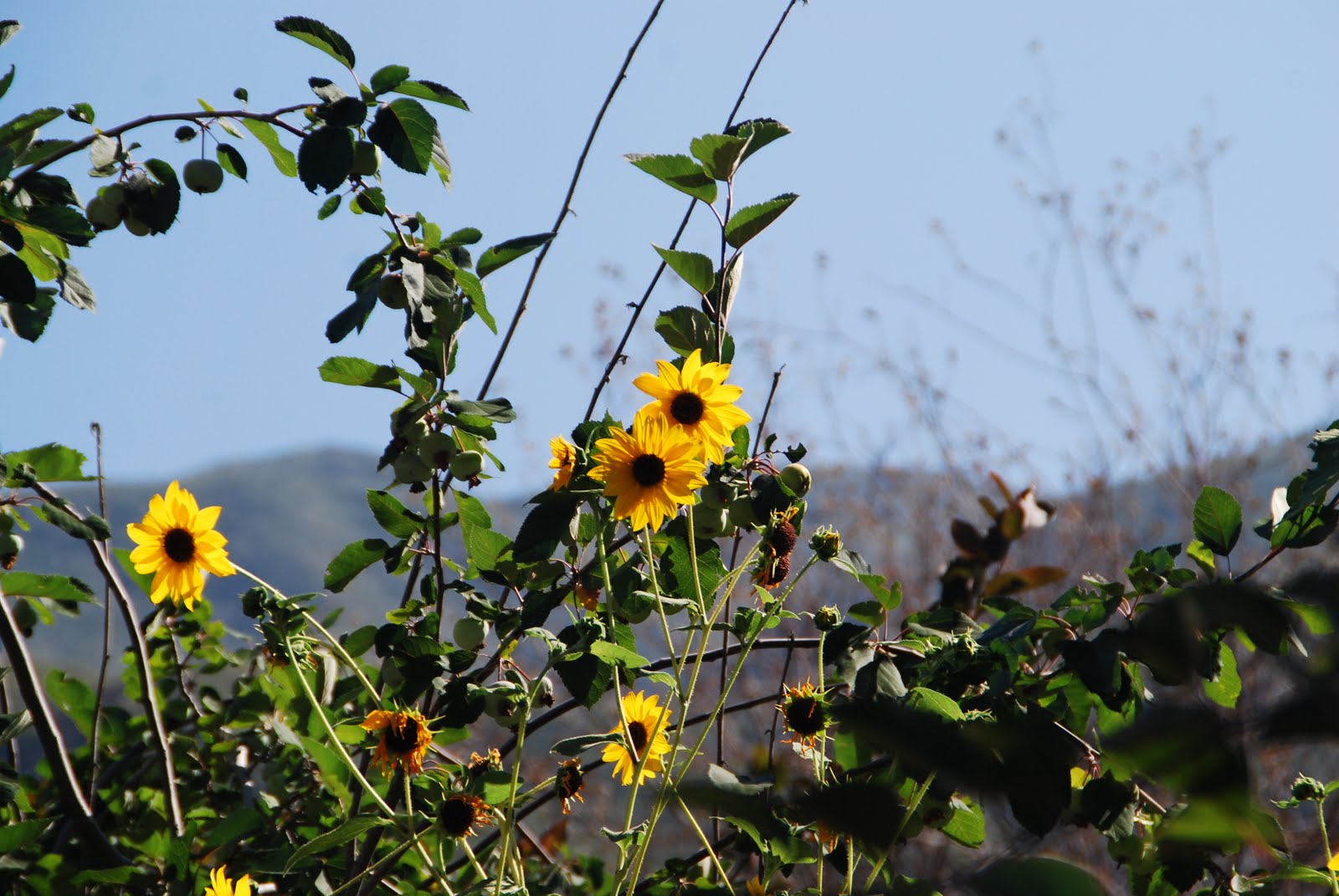 Desert Garden Wild sunflowersToday's Flowers 080810