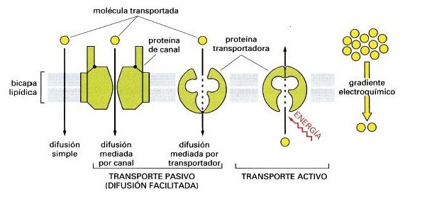 Biología Celular: b. Transporte de moléculas a través de ...
