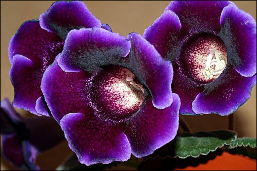 Arboles y Flores: Flores Fotos de Flores :de color violeta obcura con