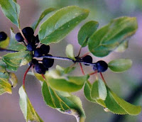 Akdiken(Geyikdikeni)