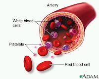 Platelet - Trombosit nedir?