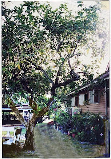kerengga tree kerengga tree