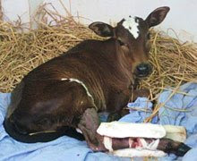 Little calf with broken legs