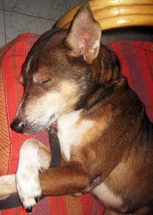 Hari