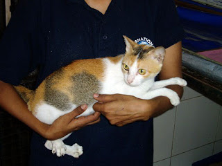 Mitsy the cat