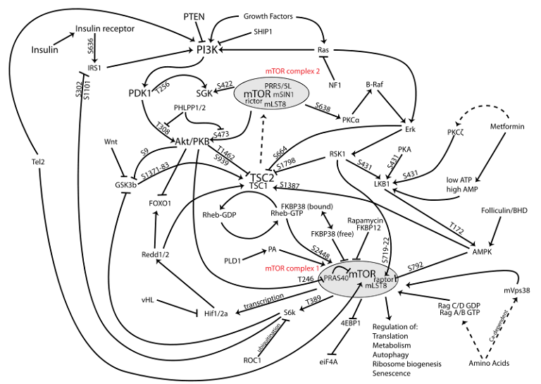 mTor signaling path