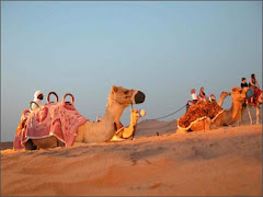 Camels in Dubai