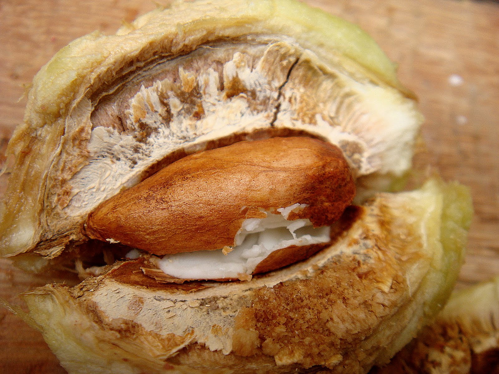 comese Amendoeiradapraia ou sete copas. Resposta à charada do post