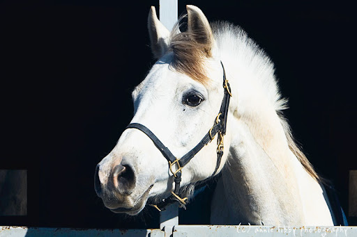 arabian horse wallpaper. horse head profile. Arab horse