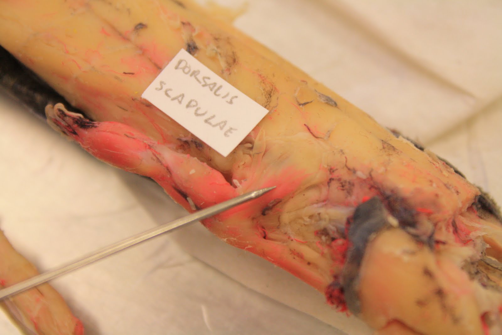 [Nectrurus-disssection-muscles+004.JPG]
