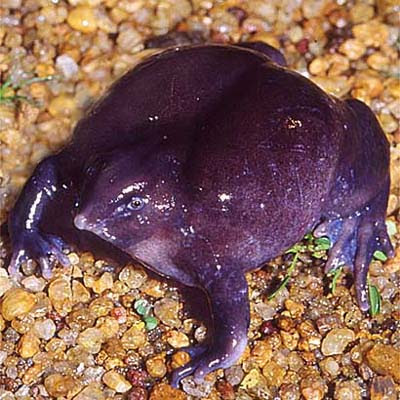 印度 紫色青蛙 - 紫色青蛙