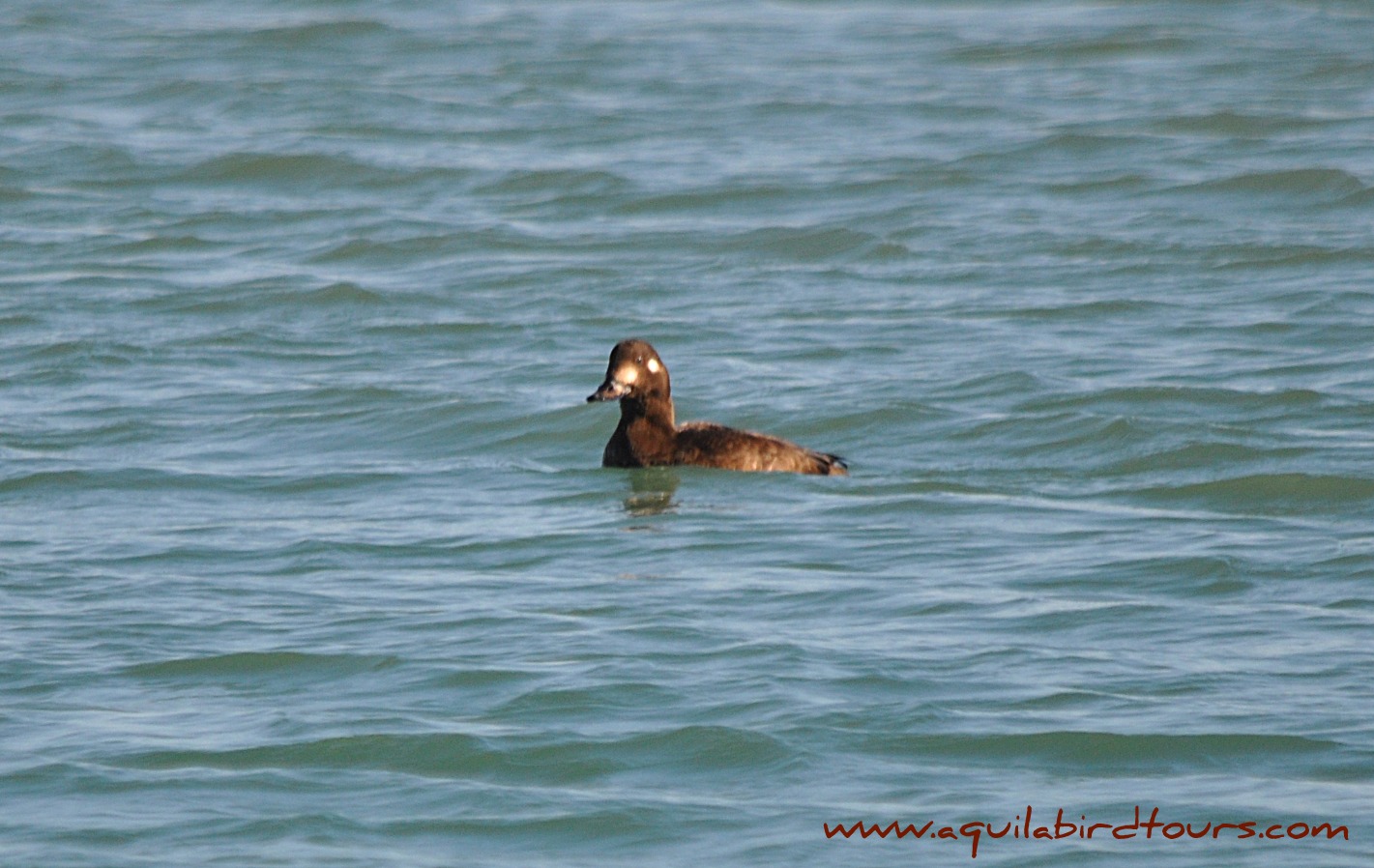 Velvet Scoter