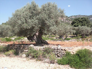 Nombroses oliveres molt antigues es poden trobar al llarg del camí