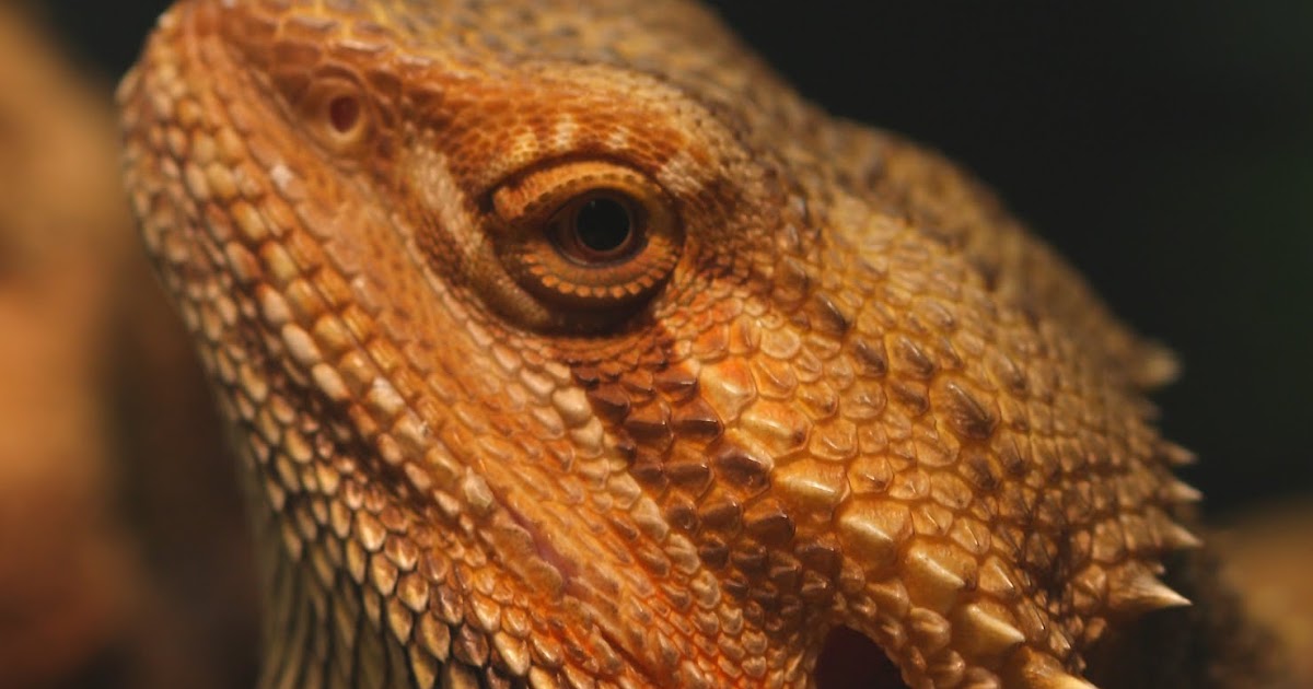 awesome bearded dragon cages Zilla Tropical Kit.jpg
