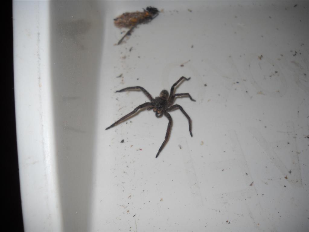 The Mistrys in Tanzania An African Bug's Life