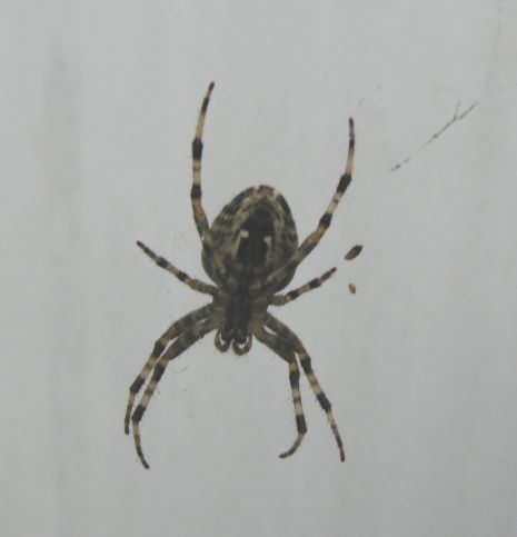 [July+24+spider+1.jpg]