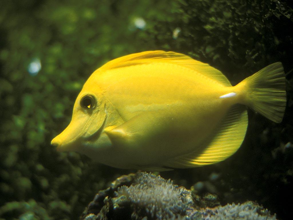http://4.bp.blogspot.com/_euRtaEmNtFo/TFaqmjYxjhI/AAAAAAAAA88/23AQtyPAG8I/s1600/HD-hi-res-fish-yellow-wallpaper+1.jpg
