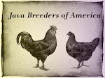 click here to return to the Java Breeders website