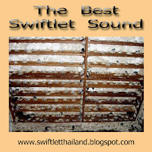 The Best Swiftlet Sound