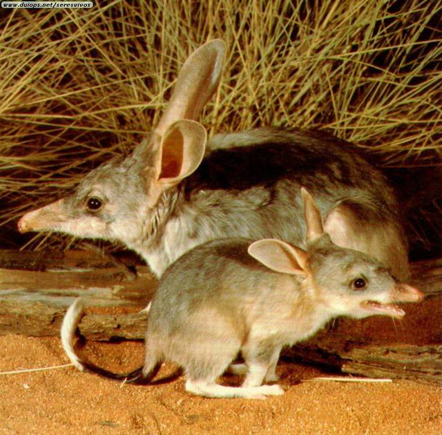 Bilby Facts
