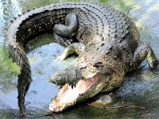 [072053-igor-the-crocodile.jpg]
