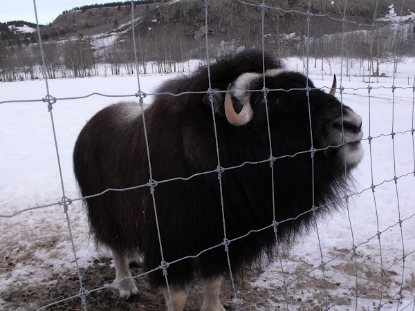 Musk Ox!