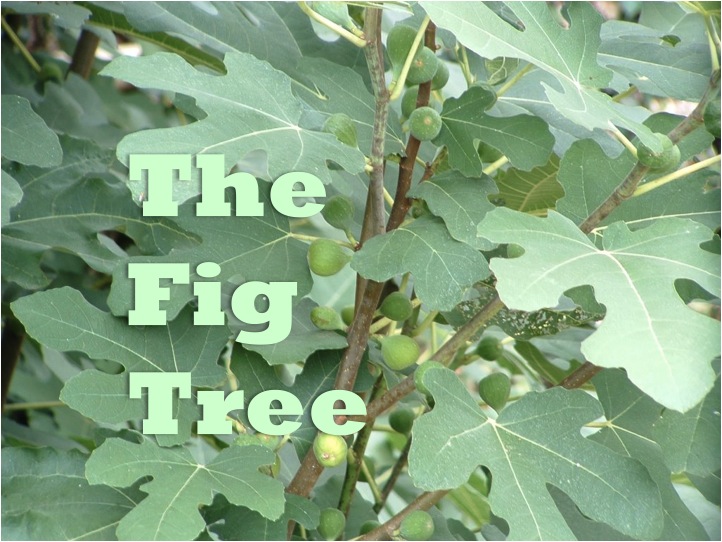 The Fig Tree