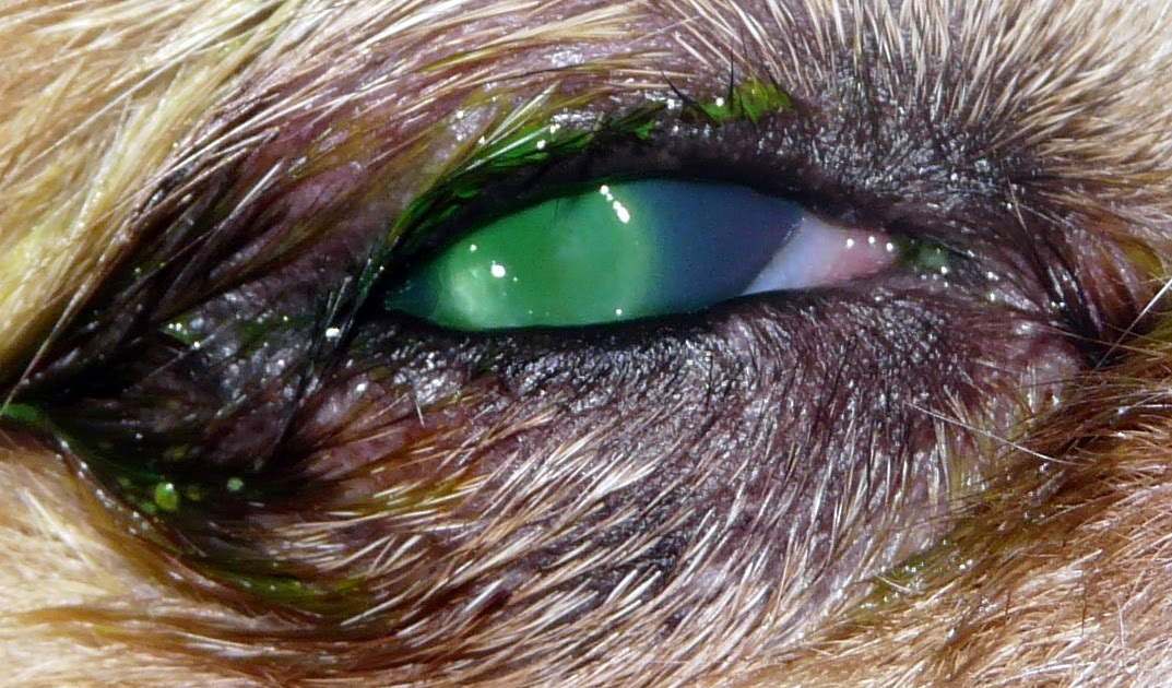 BLOG DE VICENTE PEÑA: Úlcera corneal canina