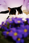 Photo coup de coeur