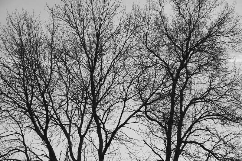 [arbre+B&W.jpg]