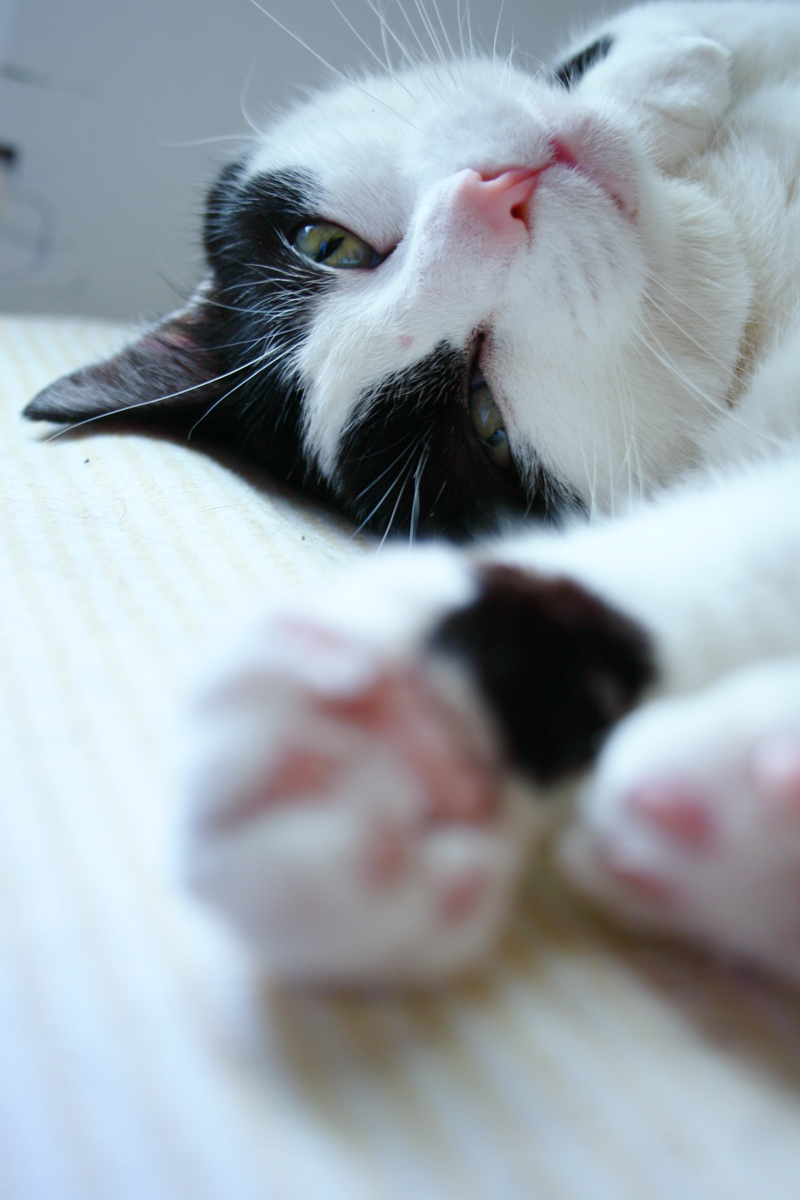 [chatte.jpg]