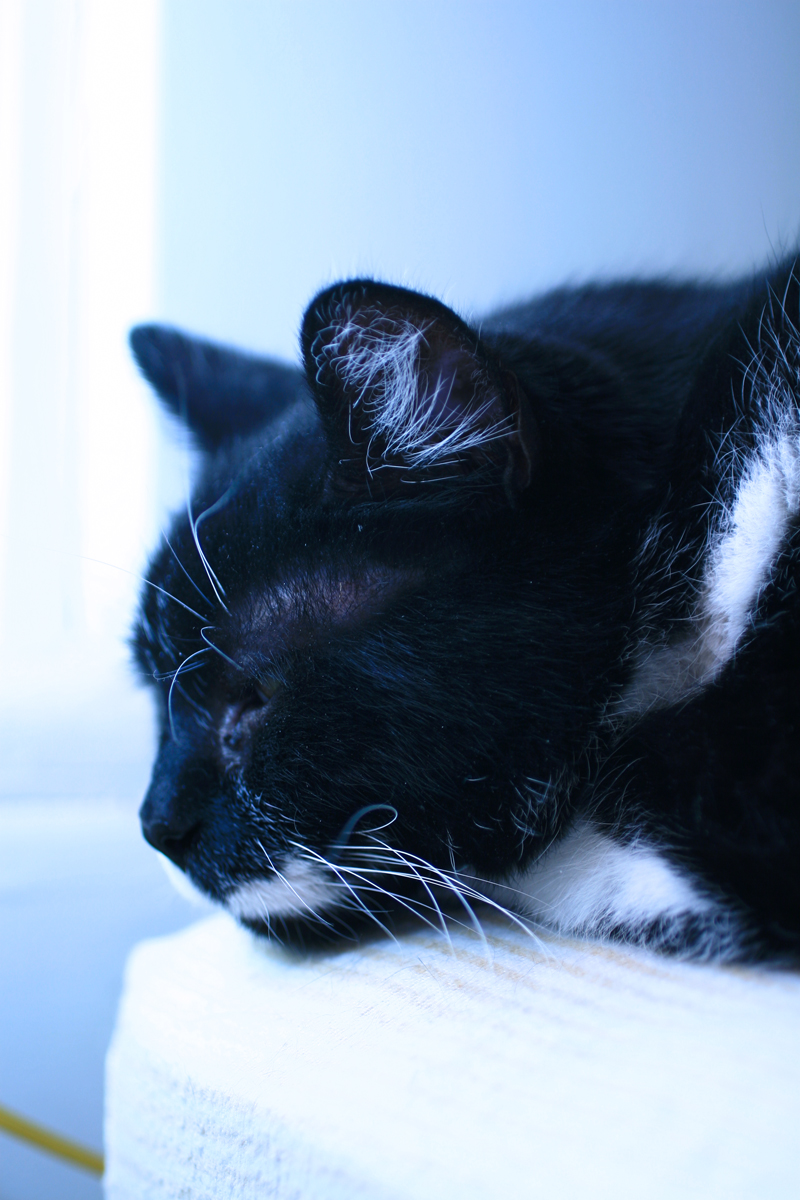 [chat+couché.jpg]