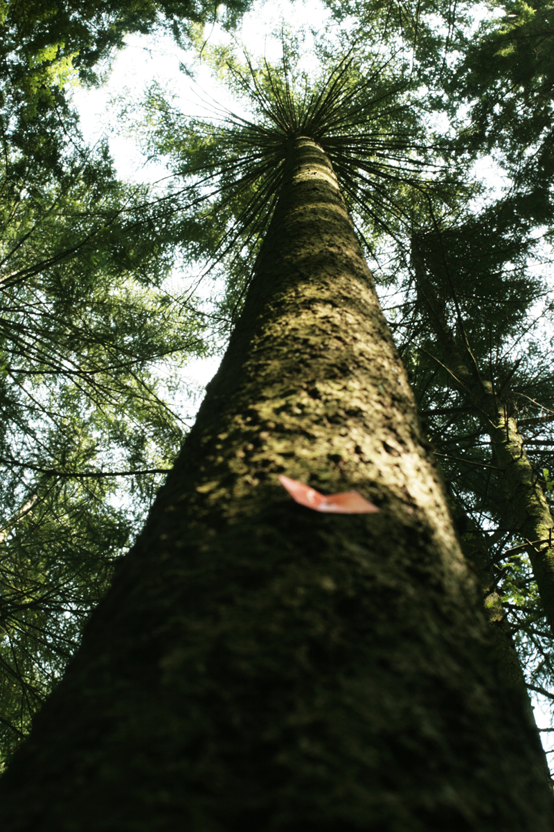 [grand+arbre.jpg]
