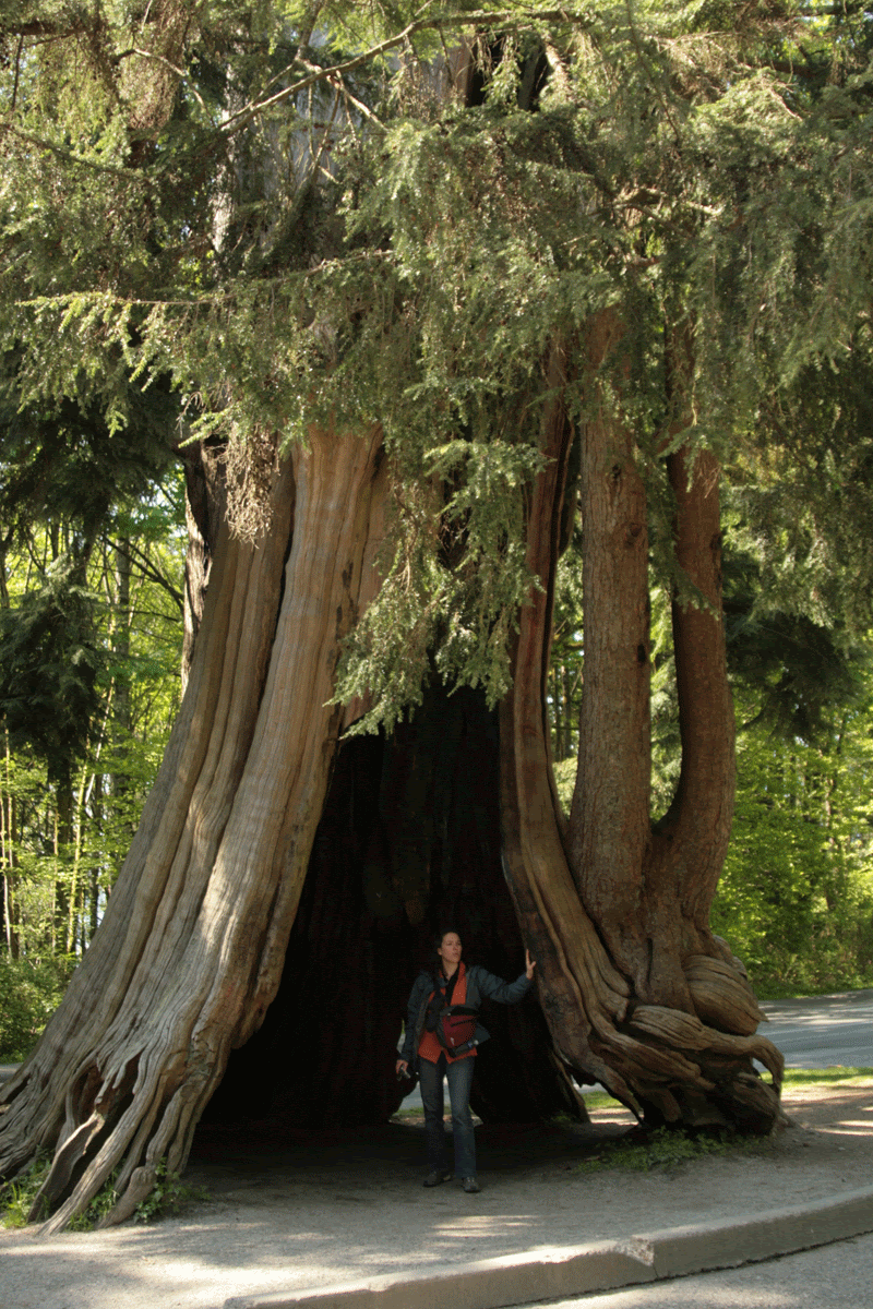 [arbre-et-nath.gif]